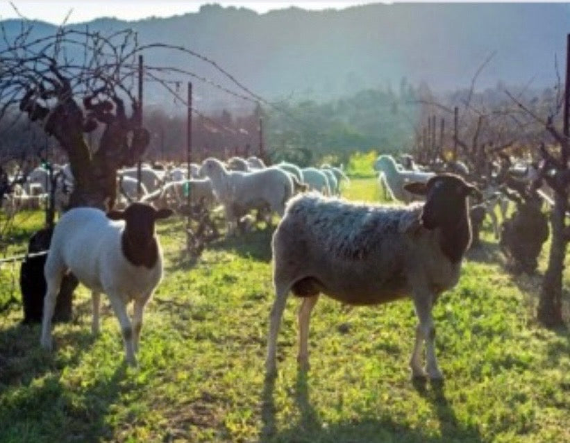 Sheep grazing between rows of grapevines at Bedrock Wine Co., demonstrating a regenerative polyculture system in a California vineyard.