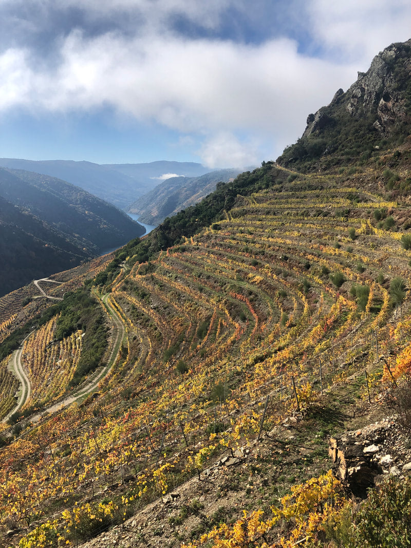 A breathtaking natural amphitheater of ancient stone-walled terraces at the Guímaro 'A Ponte' vineyard, showing the incredibly steep slopes of Spain’s Ribeira Sacra region.