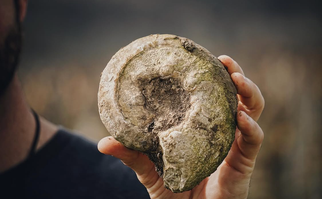 A person’s hand holding a massive fossilized seashell discovered in a Chablis vineyard, showcasing the ancient Kimmeridgian limestone that gives the wine its distinct mineral character.